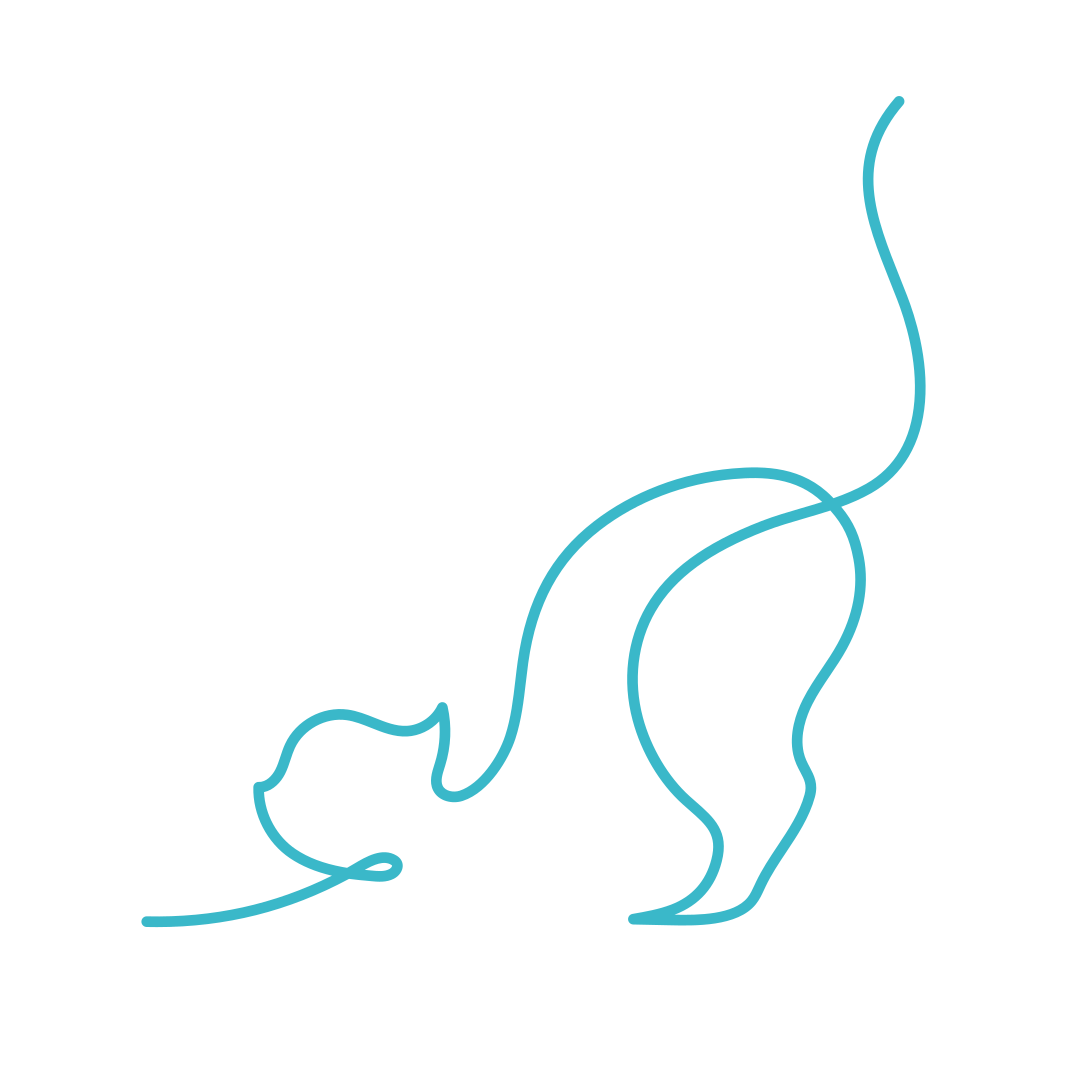 Gatto